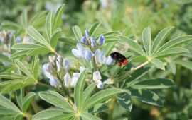 Lupine met steenhommel