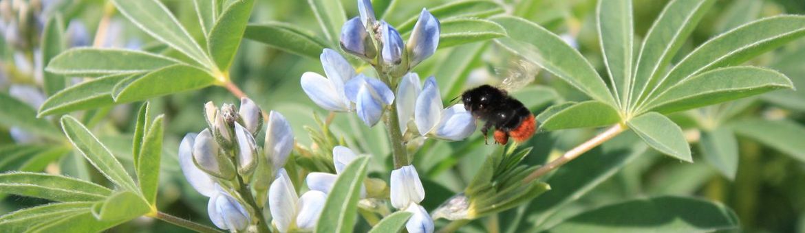 Lupine met steenhommel