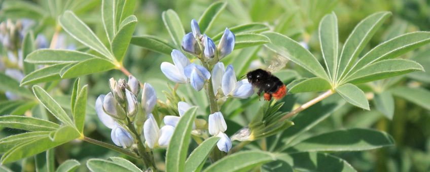 Lupine met steenhommel