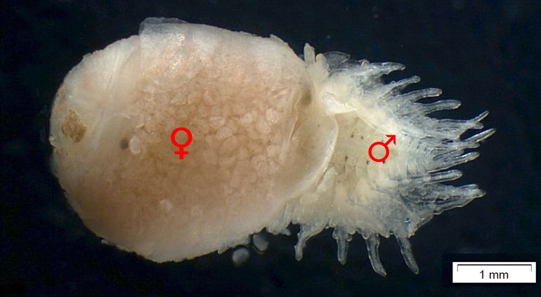 Pseudione borealis (vrouwtje en kleiner mannetje) aangetroffen op Callianassa subterranea