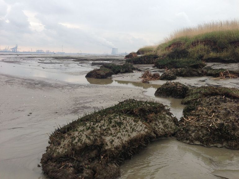 Erosie van het schor aan de buitenrand van Saeftinghe in de Westerschelde, 24 mei 2013