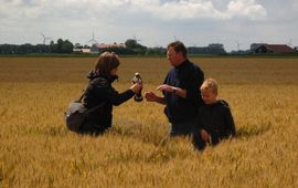 Ringen van een jonge grauwe kiekendief in een tarweakker in Flevoland