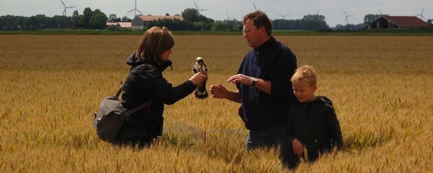 Ringen van een jonge grauwe kiekendief in een tarweakker in Flevoland