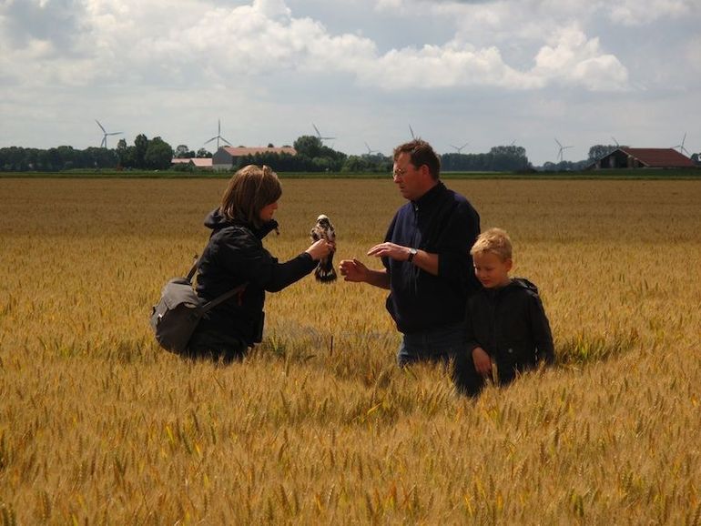 Ringen van een jonge grauwe kiekendief in een tarweakker in Flevoland