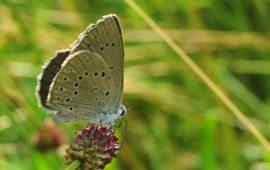 Staatsbosbeheer, eenmalig gebruik Pimpernelblauwtje