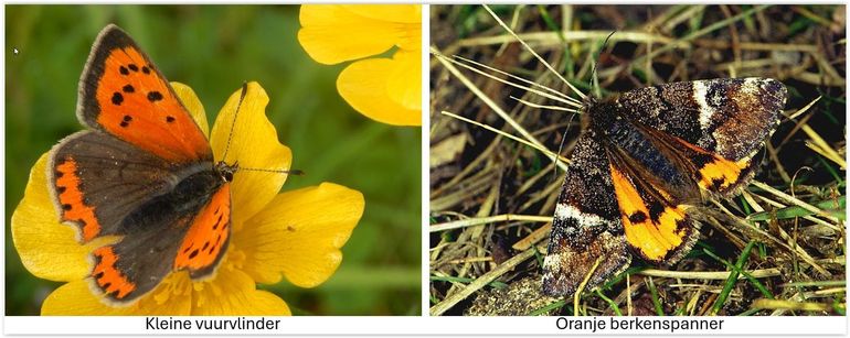 Zittend zijn de kleine vuurvlinder en oranje berkenspanner prima uit elkaar te houden, maar die berkenspanner vliegt veel en dan valt vooral die oranje kleur op en is de verwarring met kleine vuurvlinder niet vreemd