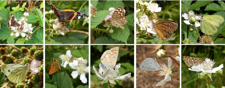 Wat dagvlinders op braam: v.l.n.r. boven: kleine ijsvogelvlinder, atalanta, bont zandoogje, koevinkje en citroenvlinder; onder: klein geaderd witje, groot dikkopje, bruin blauwtje, boomblauwtje en spiegeldikkopje