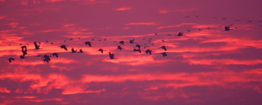 Grus grus. Kraanvogel