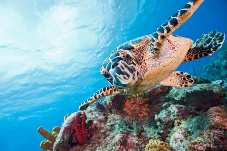 Curaçao’s stunning coral reefs with abundant colorful marine life such as Hawksbill turtles (Eretmochelys imbricata)