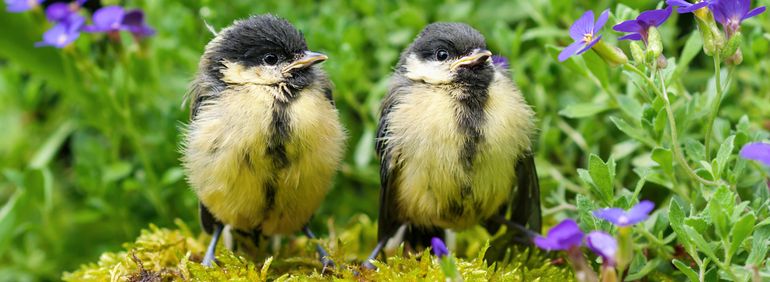 Jonge koolmezen worden buiten het nest door hun ouders gevoerd