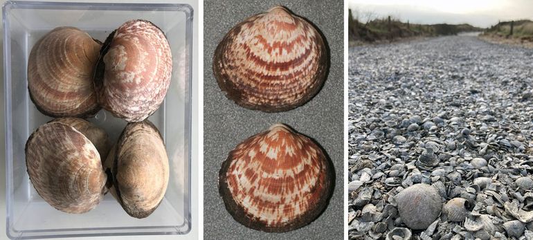 Ook verse doubletten (schelpen aan elkaar) zijn te vinden. Links: materiaal uit Leiden, verzameld door Gab Mulder. Midden en rechts: doubletten van Ameland, verzameld door Robert Pater. Het exemplaar in de rechter foto nog in materiaal van een Amelands schelpenpad