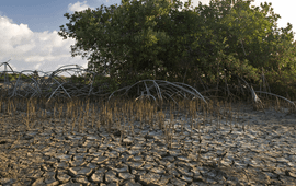 Black mangroves.