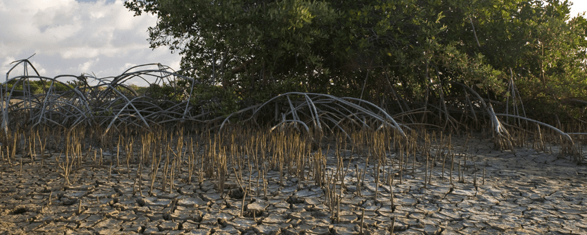 Black mangroves.