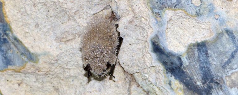 Baardvleermuis in winterslaap, met kleine druppeltjes in zijn vacht