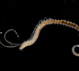 gestippelde tweedraadkokerworm NB toestemming vragen voor elk gebruik: marcoafaasse@gmail.com