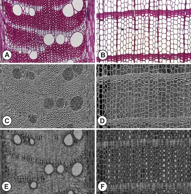 Originele gekleurde dwarsdoorsnedes van het hout van (A) Grevillea robusta en (B) Taxodium distichum, met visualisaties van enkele van de computergeëxtraheerde kenmerken (C-F) die helpen om de microscopische houtbeelden te identificeren tot op soortniveau