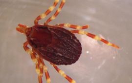 Adam Cuerden Hyalomma teek marginatum