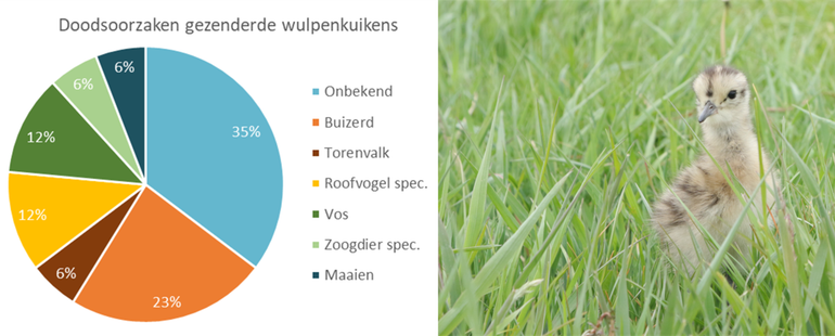 Figuur 1. Doodsoorzaken van 17 wulpenkuikens uitgerust met een radiozender in 2019. Rechts: een jonge, gezenderde wulp in grasland in 2020 