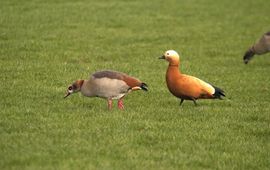 Casarca rechts nijlgans links