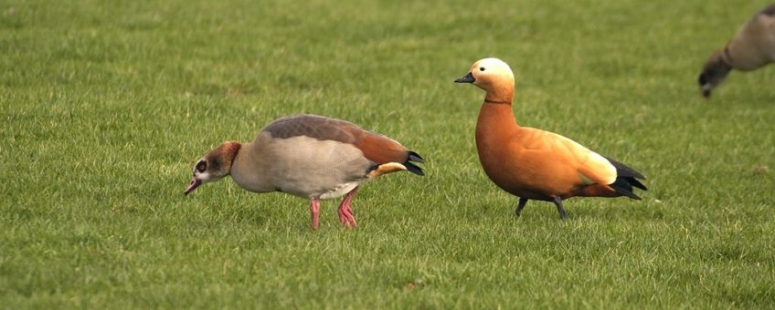 Casarca rechts nijlgans links