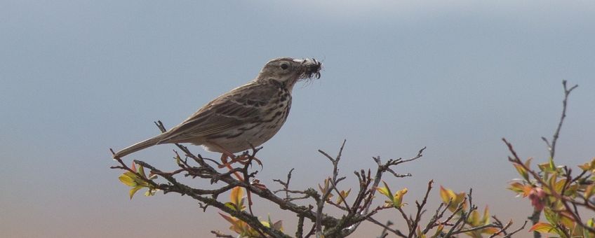 Graspieper met insecten in de snavel