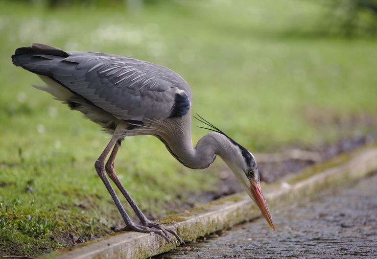 Blauwe reiger