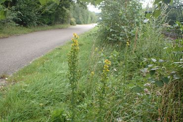 Echte guldenroede (Solidago virgaurea) in een Brabantse wegberm. Dit is een kritische soort die in Noord-Brabant vooral in wegbermen groeit