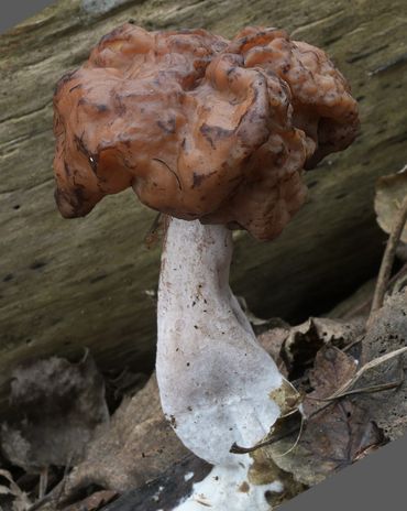 Bisschopsmuts uit de PWN-duinen van Bakkum