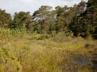 Leefgebied van dwergjuffer in Duitsland