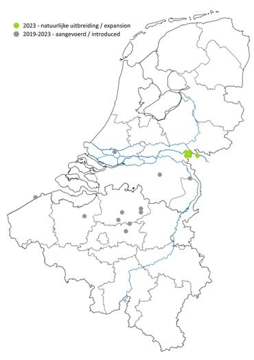 Vindplaatsen van de zuidelijke sikkelsprinkhaan in Nederland en België. De grijze stippen zijn door mensen meegevoerde dieren, de groene stippen gaan om natuurlijk uitbreiding