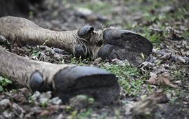 Dode wisent VOOR EENMALIG GEBRUIK