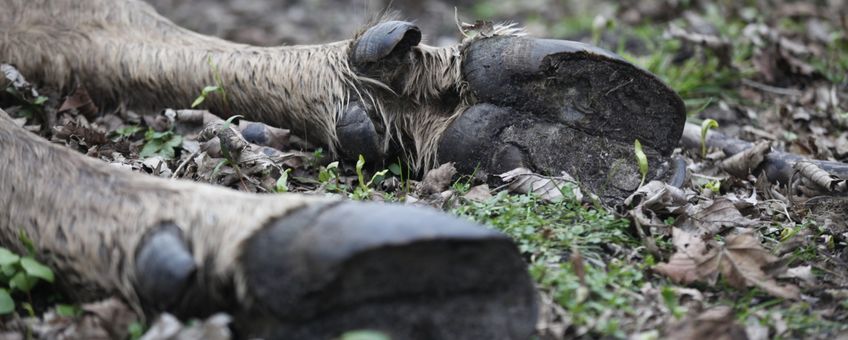 Dode wisent VOOR EENMALIG GEBRUIK