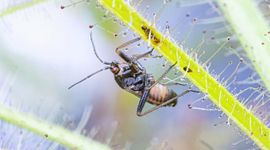 Pameridea roridulae op stengel Roridula gorgonas