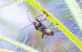 Pameridea roridulae op stengel Roridula gorgonas