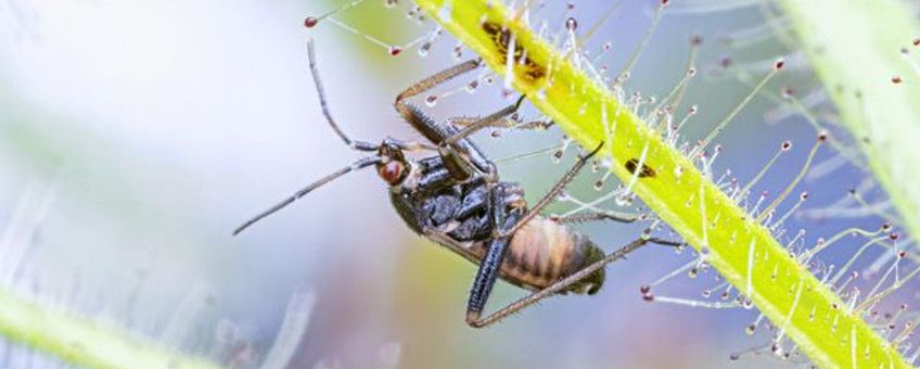 Pameridea roridulae op stengel Roridula gorgonas