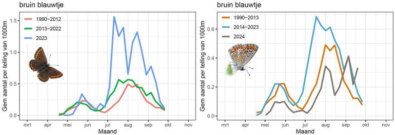 Aantallen bruin blauwtjes in de routes van het meetnet. Links: 2023 (blauwe lijn) en rechts 2024 (grijze lijn) vergeleken met eerdere perioden