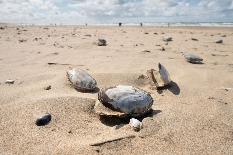 Van tweekleppigen vind je vaak een enkele schelp, maar ook wel een doublet: een setje van twee kleppen die nog op de natuurlijke wijze aan elkaar zitten