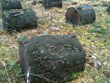 ...and trunk sections of northern red oak in 2014