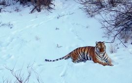 Tijger in besneeuwd verblijf in natuurgebied Ili Balkash, Kazachstan