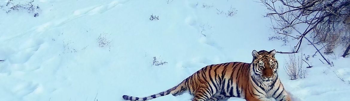 Tijger in besneeuwd verblijf in natuurgebied Ili Balkash, Kazachstan