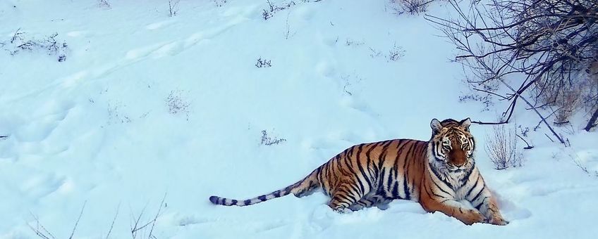 Tijger in besneeuwd verblijf in natuurgebied Ili Balkash, Kazachstan