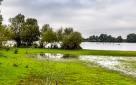WWF Millingerwaard