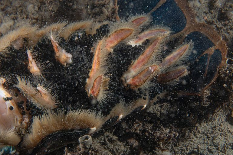 Dode Europese zeekreeft, vrouwtje met verse eieren onder de staart. Zeelandbrug, Zierikzee, Oosterschelde, 22 september 2023