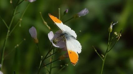 Oranjetipje op pinksterbloem