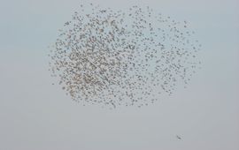 Luc Hoogenstein, Saxifraga Sturnus vulgaris. Spreeuw