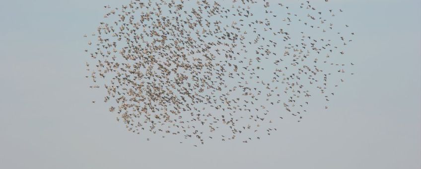 Sturnus vulgaris. Spreeuw