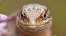 Levendbarende hagedis