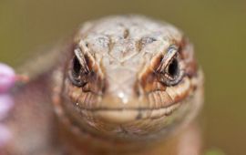 Levendbarende hagedis