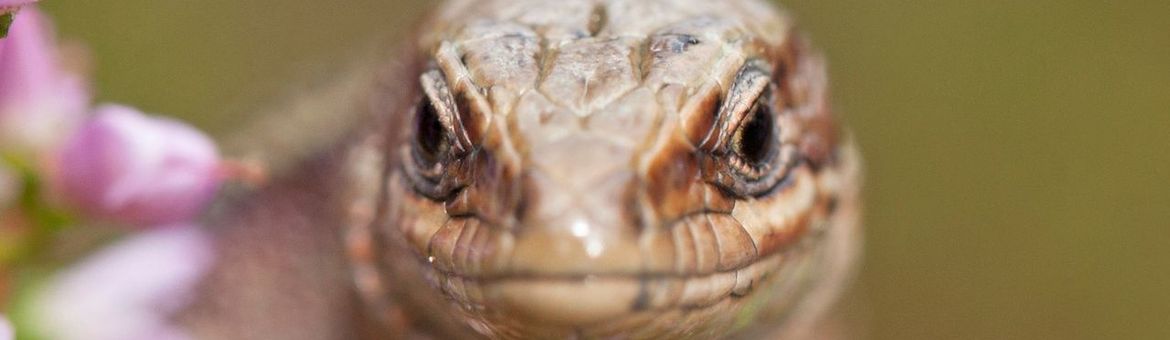 Levendbarende hagedis