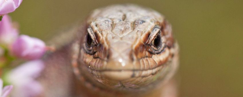 Levendbarende hagedis